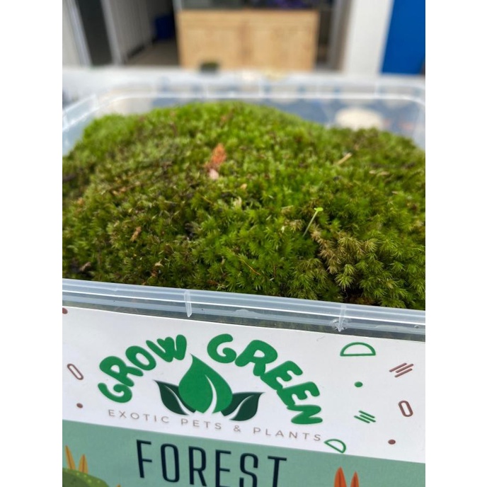 *****] Forest Moss Lumut Hidup Aquascape Java Moss Media Tanam ForestMoss