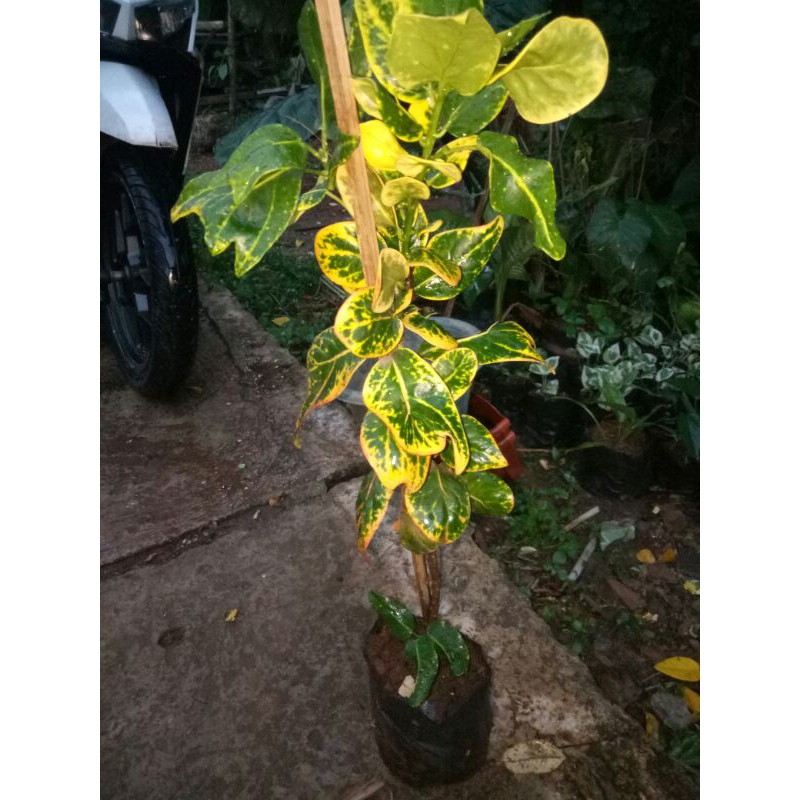 tanaman hias puring jengkol-pohon puring jengkol-puring jengkol-puring jengkol kuning-pohon hias-