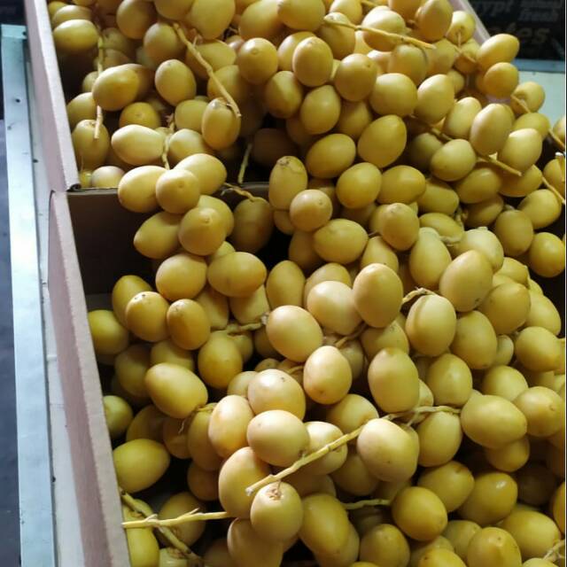 

Kurma Muda Barhee Kuning Mafa