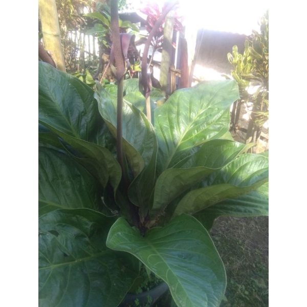 benih antorium jemani supernova