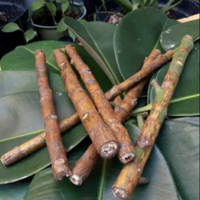 STEK BIBIT KARET KEBO | TANAMAN OBAT