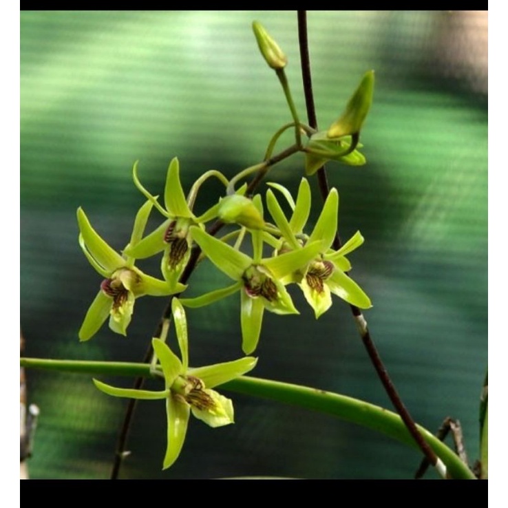 DendrobiumCapra / anggrek larat hijau-Spesies