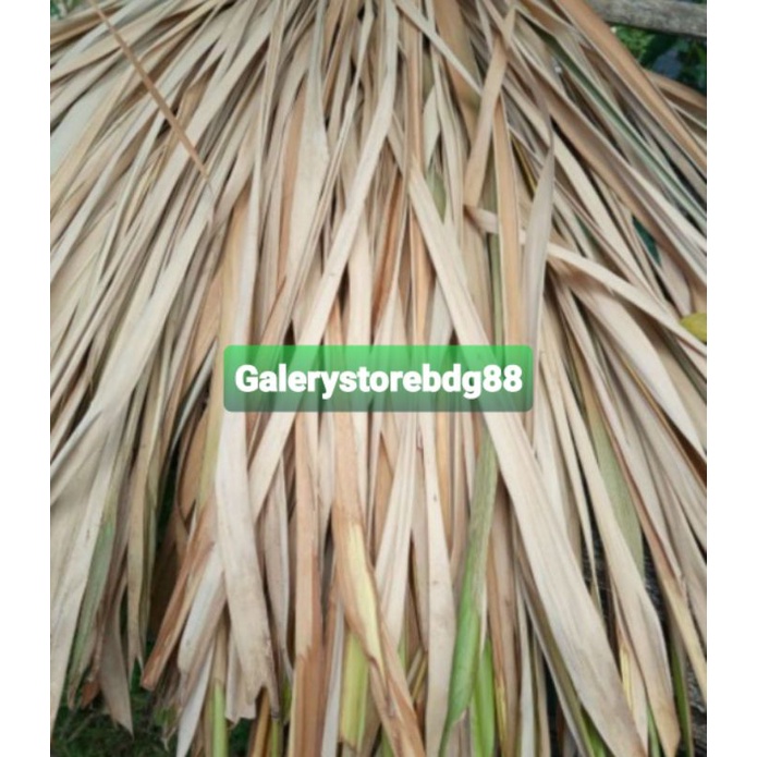 

Daun aren muda fresh isi 50 lembar-az