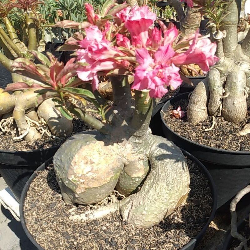 Adenium grafting bunga tumpuk id kawung varigata