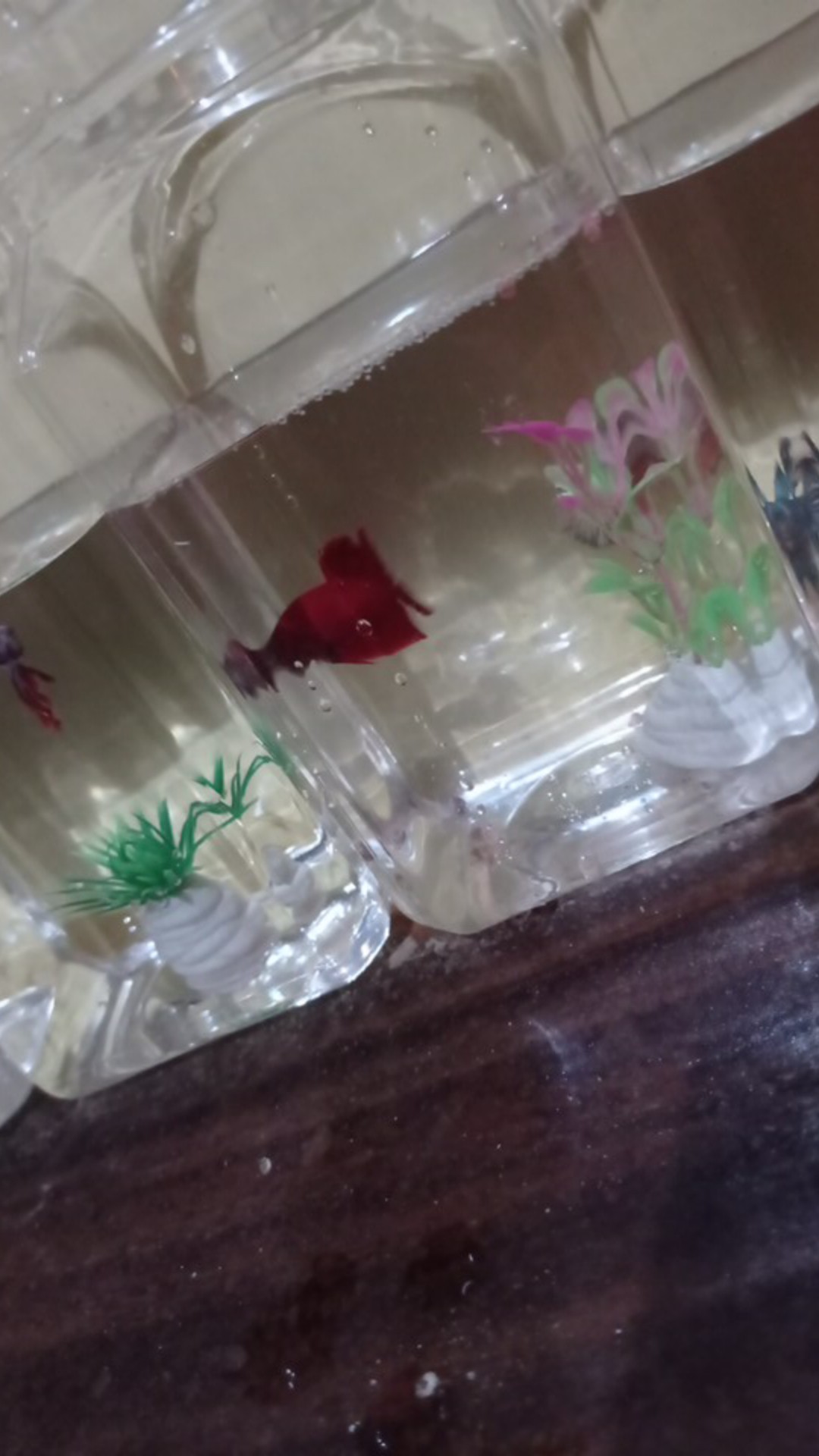 Toples 1l Bisa Untuk Cupang Termurah.