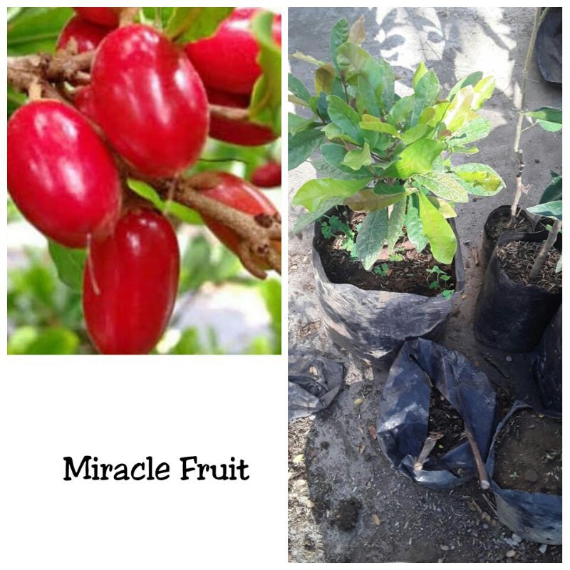 BIBIT MIRACLE  FRUIT