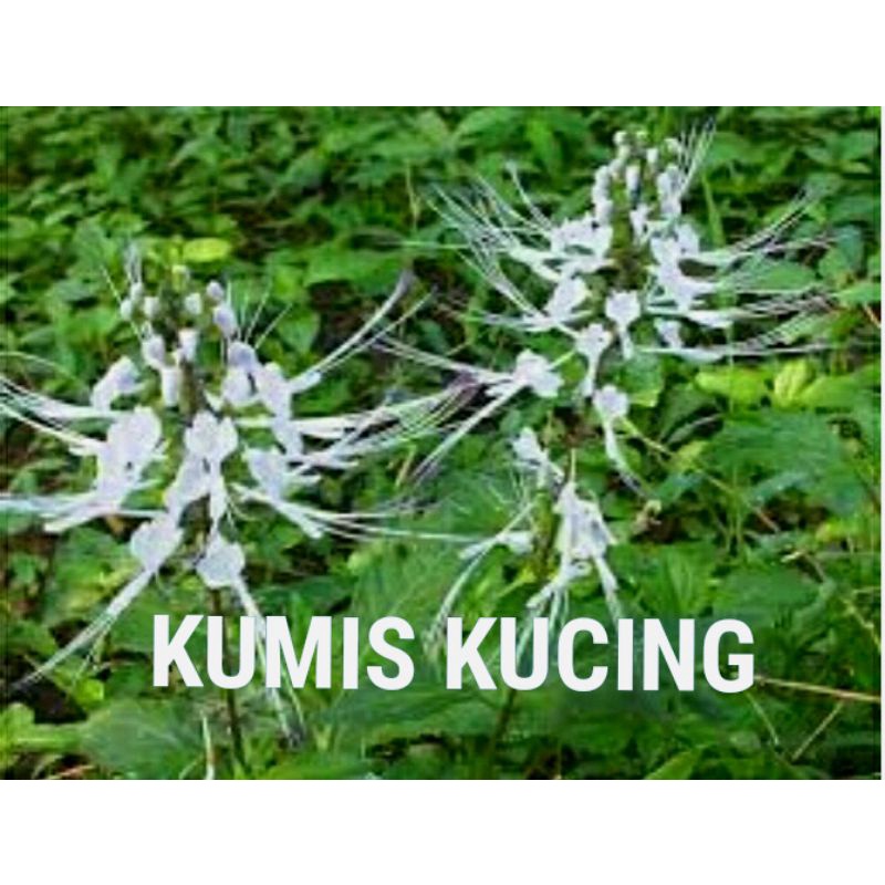 

DAUN HERBAL KUMIS KUCING /DAUN KUMIS KUCING SEGAR