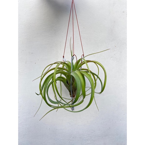 Tillandsia Eric Knobloch