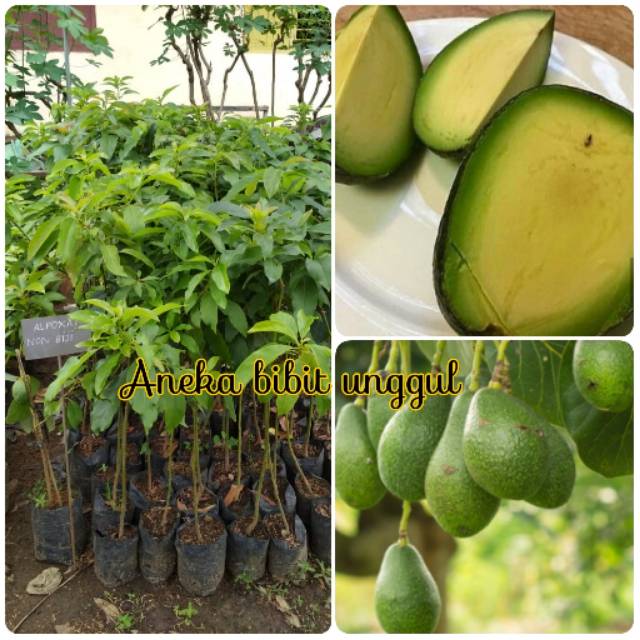 BIBIT ALPUKAT NON BIJI/BIBIT ALPUKAT TANPA BIJI Aneka Bibit Unggul Nirwana