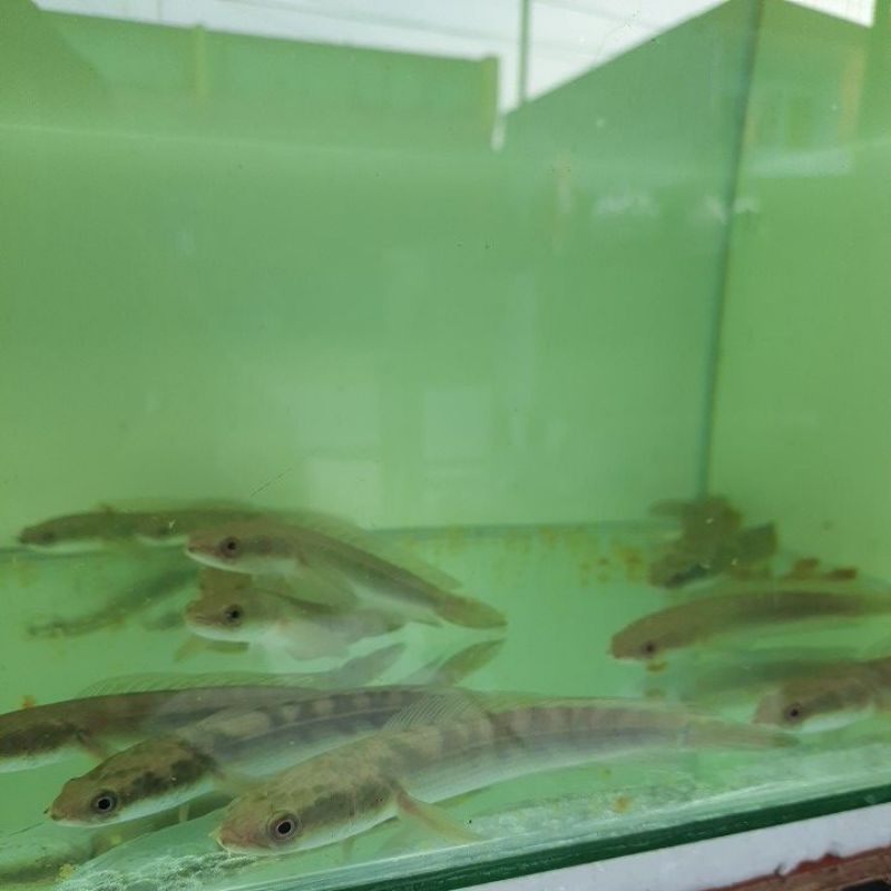 CHANNA MARU YELLOW SENTARUM RED EYE CHANNA YS SIZE 10-13 CM