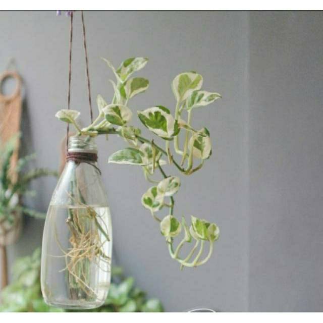 Tanaman hias sirih gading enjoy - tanaman enjoy - sirih enjoy