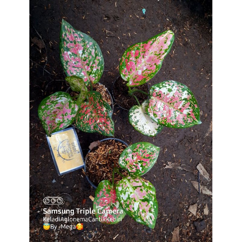 Aglonema Tricolor Bibit