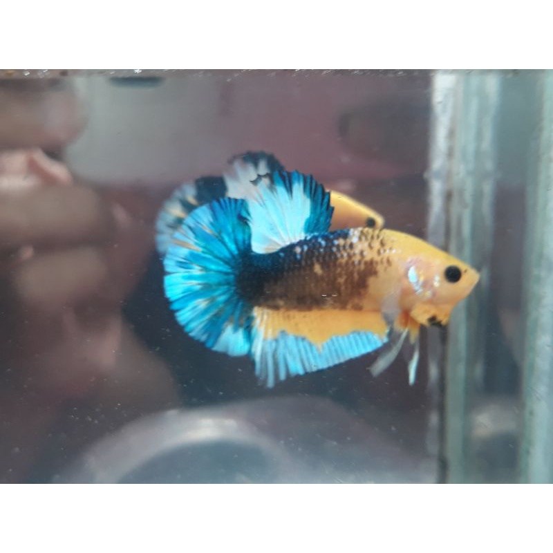 cupang male yellow hellboy blue tail