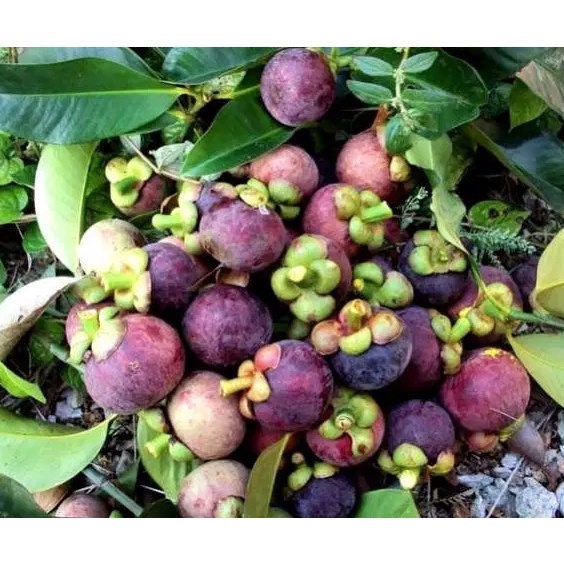 Bibit Tanaman Buah Manggis Wanayasa