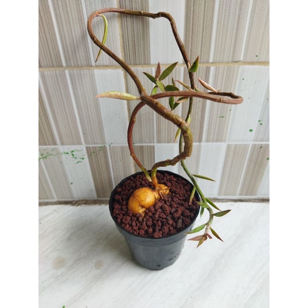 Euphorbia Monadenium Rubellum