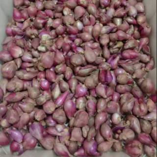 

bawang merah brebes