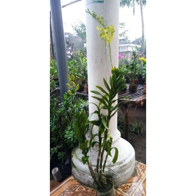 anggrek dendro jumbo spike 85 k bisa pilih id
