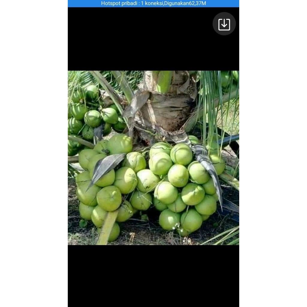 Sll Bibit Kelapa Hijau Hibrida Super, Buahnya Besar, Banyak.