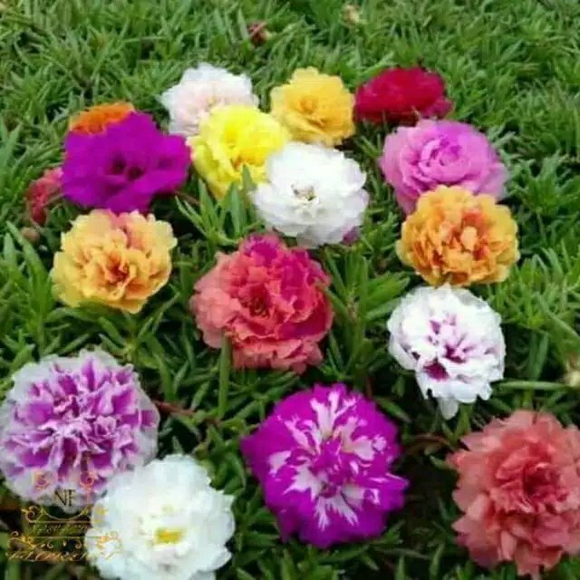 Tanaman Hias - Bunga Krokot Moss Rose