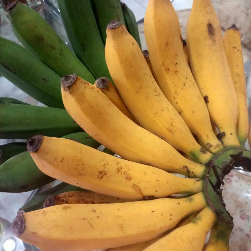 pisang raja bulu 1sisir