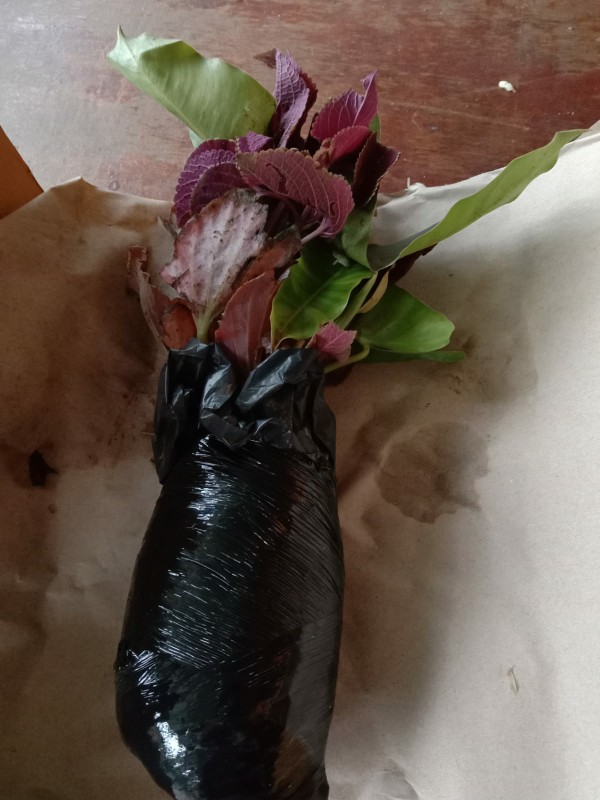 Tanaman Hias Begonia Tanaman Bunga Begonia