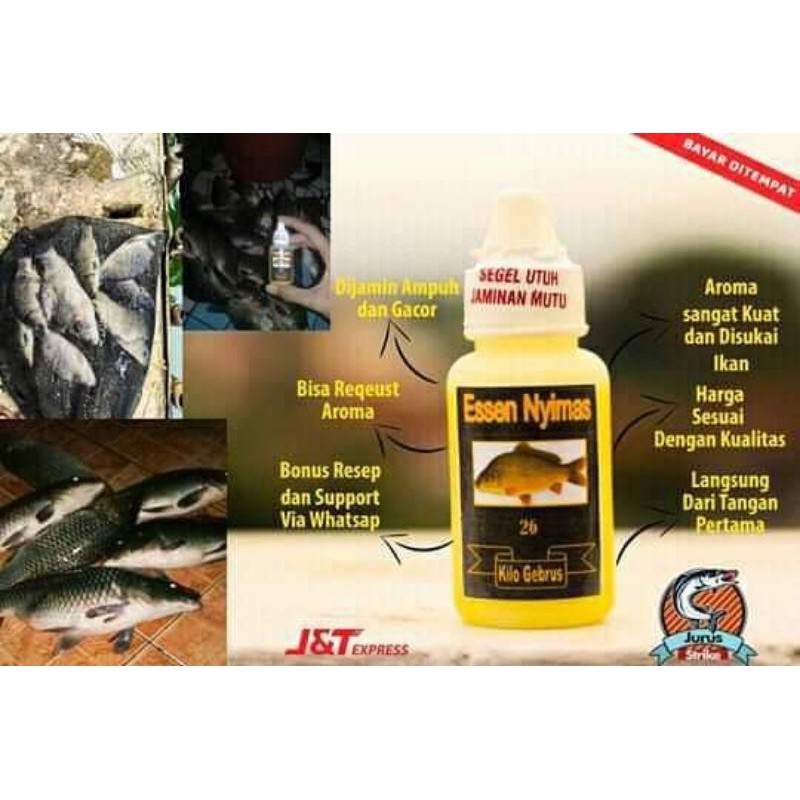 Essen Nyimas Paling Gacor Untuk Ikan MasBabon Dan Rame