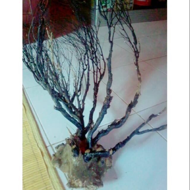 Pohon akar bahar asli uk.jumbo