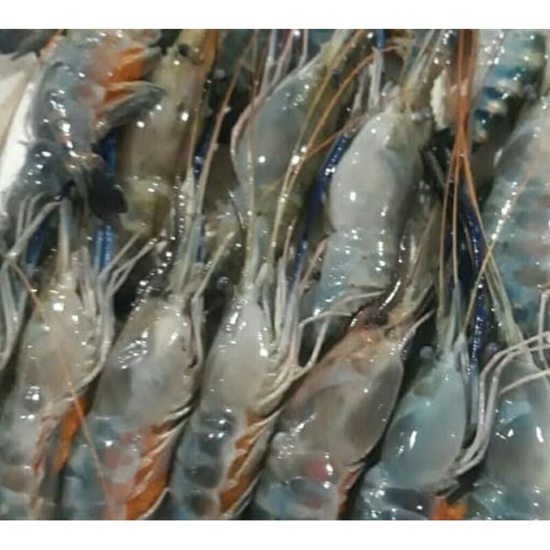 

UDANG GALAH PER KG SAYUR SEGAR PALEMBANG