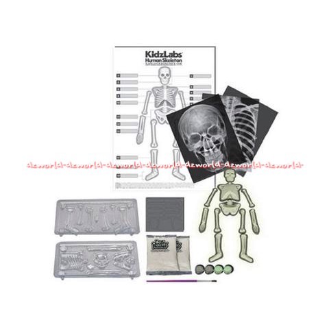 Kidzlabs Glow Human Skeleton mainan untuk merakit set kerangka manusia miniatur yang bersinar