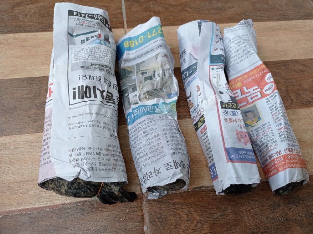 Philodendron / Jendron