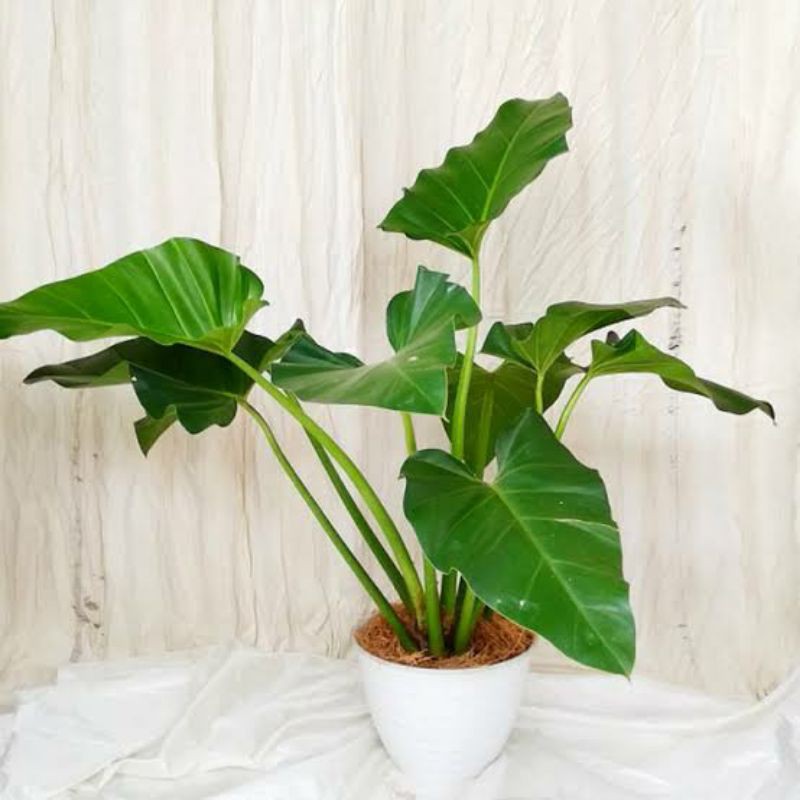 PROMO TANAMAN HIAS PHILO MARBEL// PHILO MARBEL