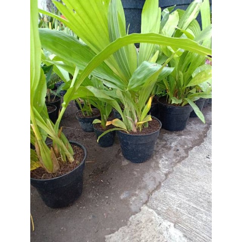 anggrek coelogyne celogen asperata dewasa MAZAB STORE