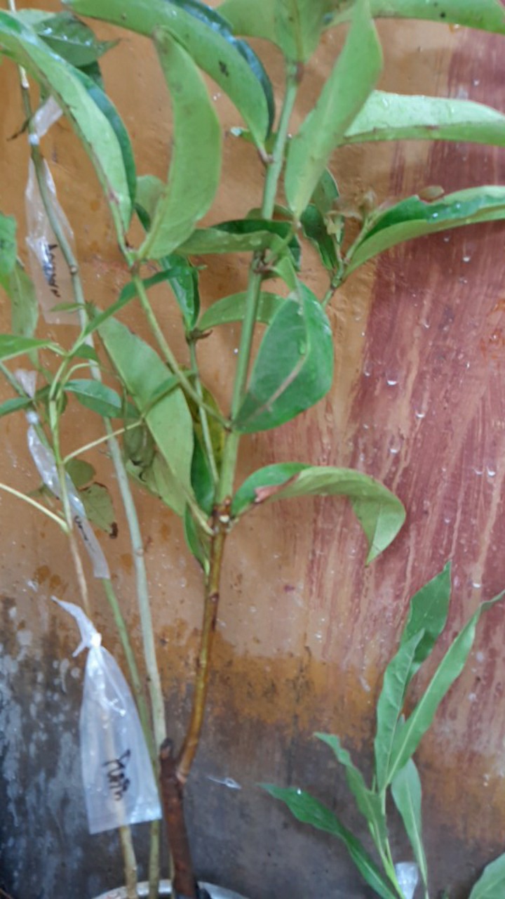 Bibit Jambu Bol Jamaika Supermurah