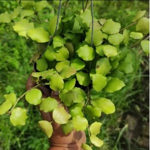 hoya enduensis rimbun