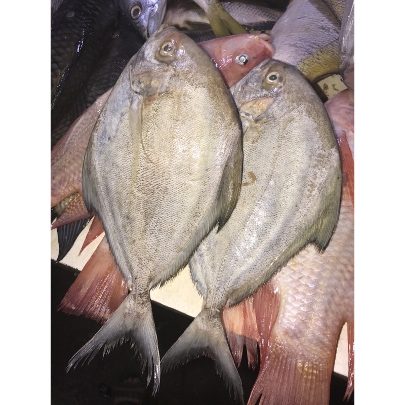 

Bawal Laut 500gr