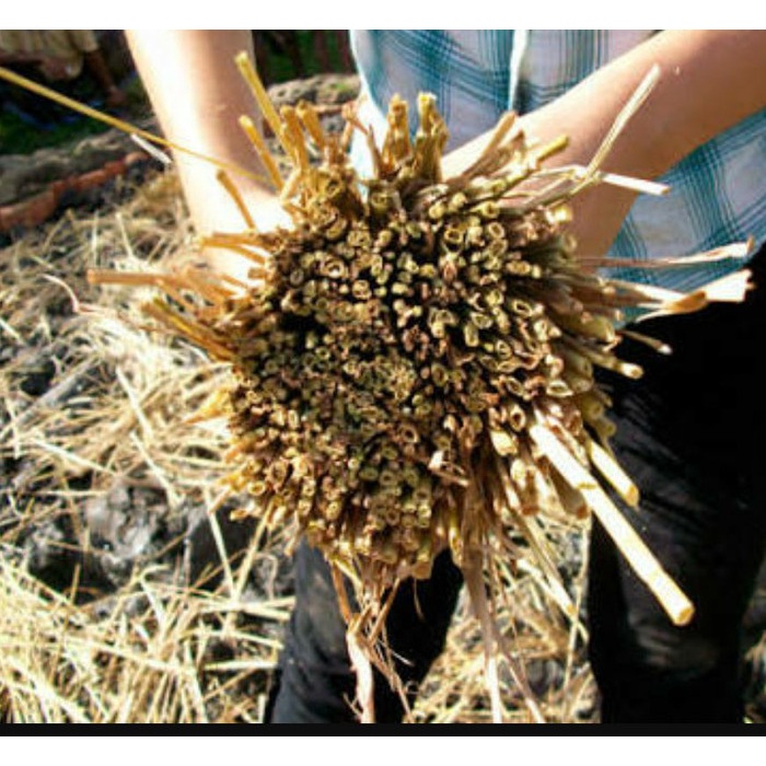 Jerami Padi Kering Dekorasi dll 500gr