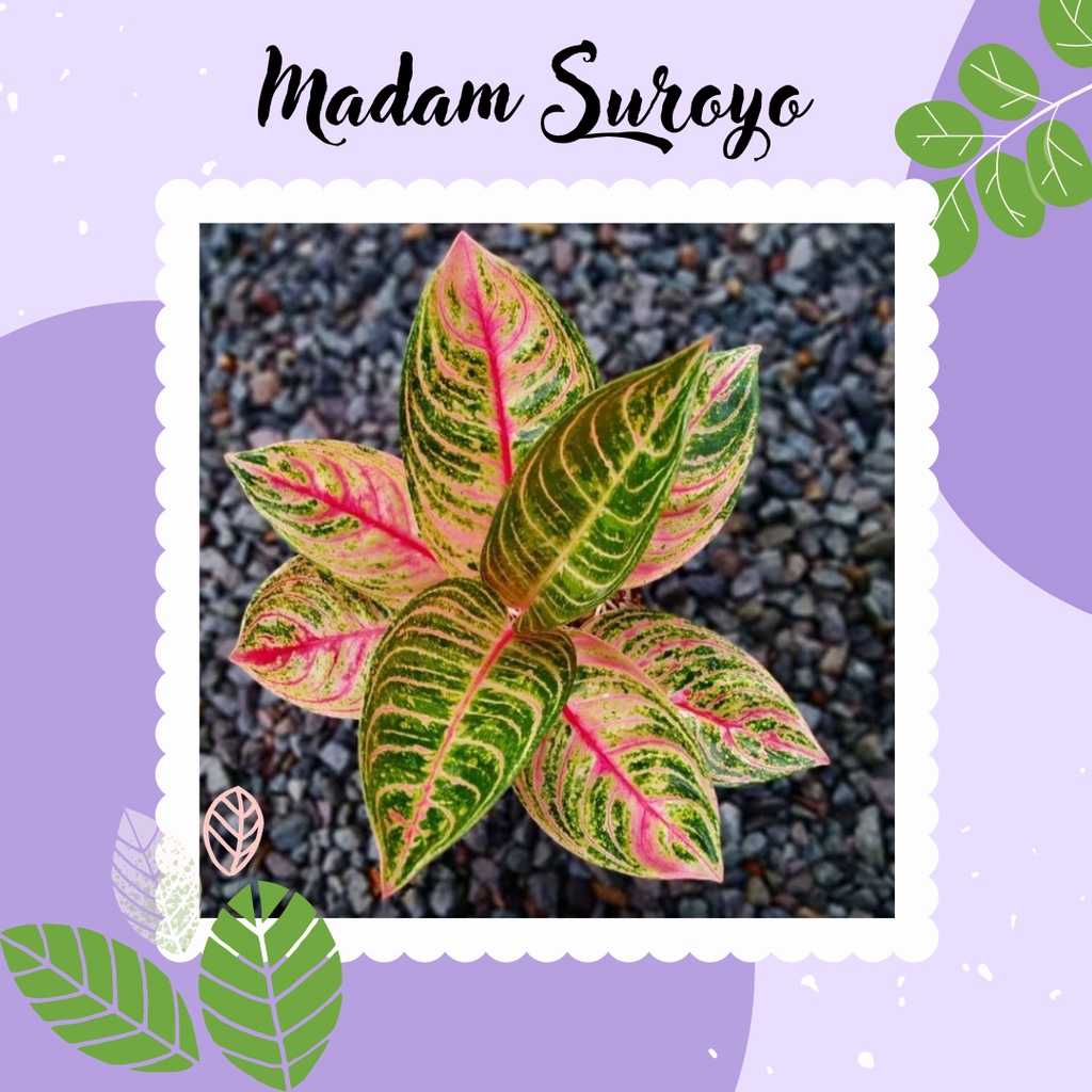 Tanaman Hias Aglonema Madam Suroyo Murah Aglo Madam Suroyo