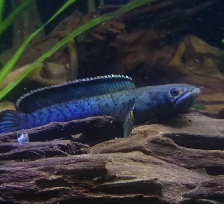 

Termurah!! KODE-655 Ikan Channa Blue maru