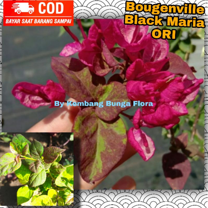 Bugenvil Black Maria ORI/ Bougenville Black Maria/ Bogenvil Black Maria