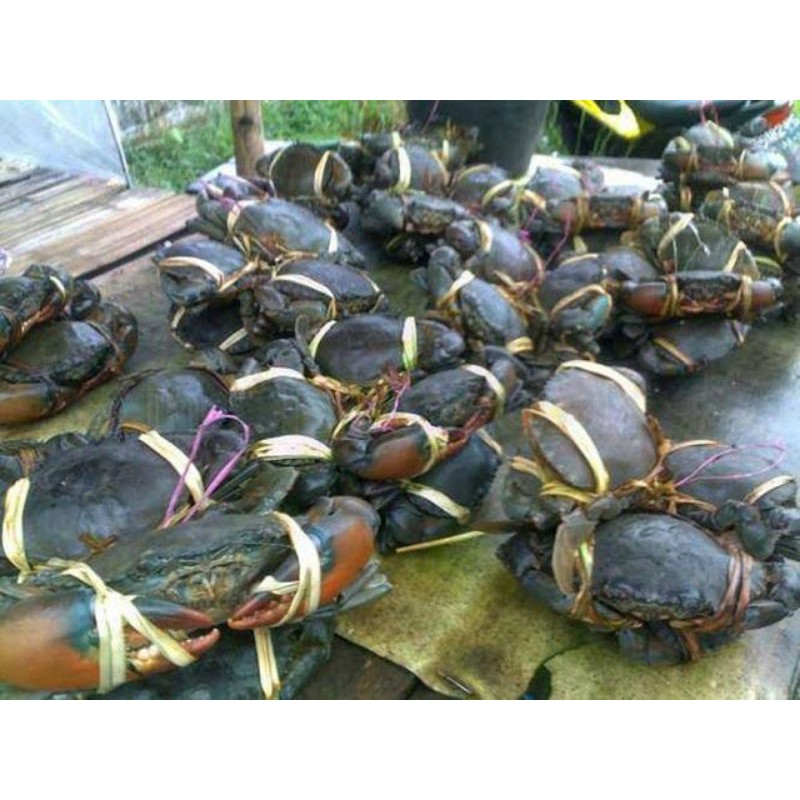 

Kepiting Segar Hidup