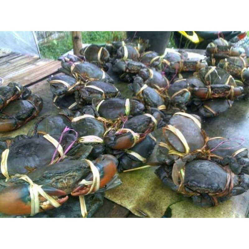 Kepiting Segar Hidup