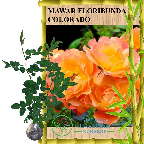 Tanaman Mawar Floribunda Colorado