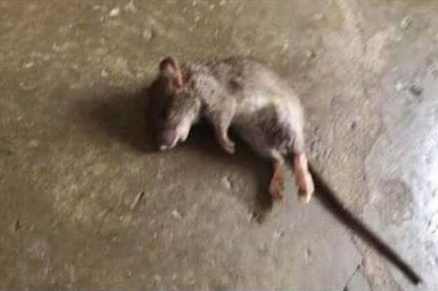 Ramtus Racun Hama Tikus Paling Ampuh Obat Pengusir Pembasmi Tikus Curut Mati Kering Tidak Bau 1 Pack