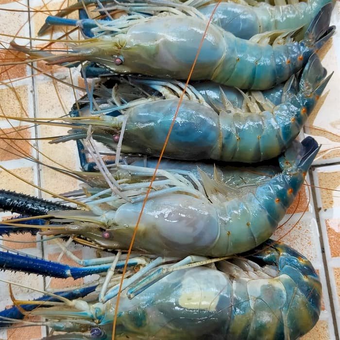 

UDANG GALAH FRESH SIZE B (1KG = 10-17 PCS)