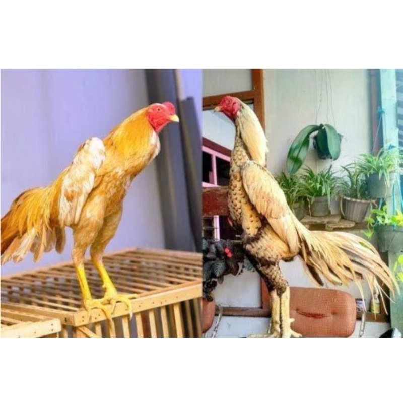 

TELUR AYAM BANGKOK WANGKAS CLASSIK SIAP DI TETASKAN