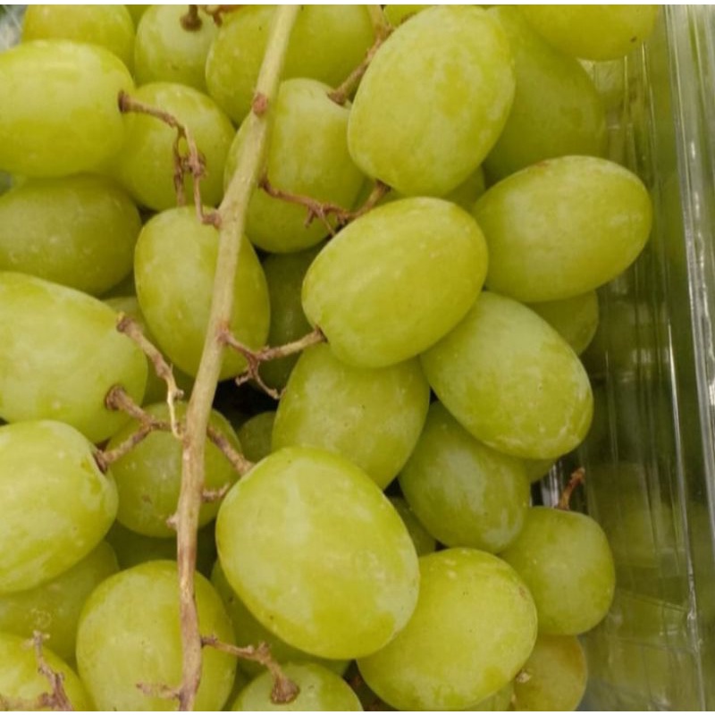 

Buah Anggur Hijau Seedles Fresh 500Gram