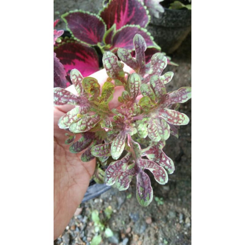 miana#lokal#premium#super#sultan