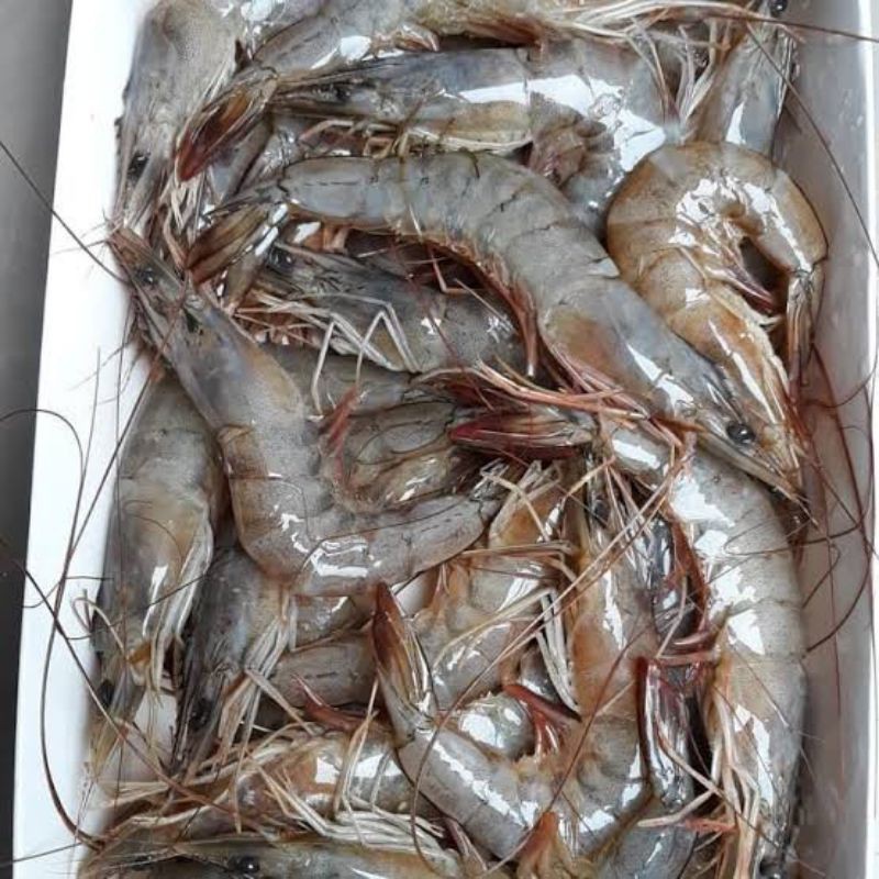 

Udang Peci 250-500gr