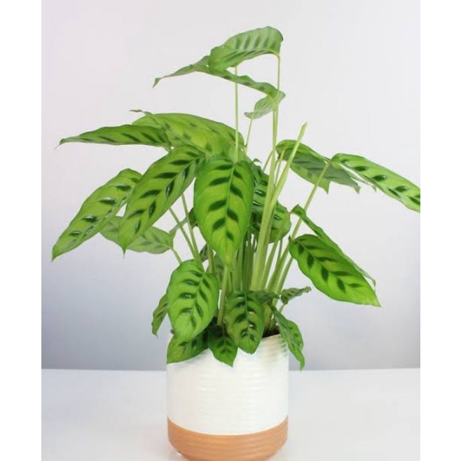 (INYONG PLANT) CALATHEA LEOPARDIA