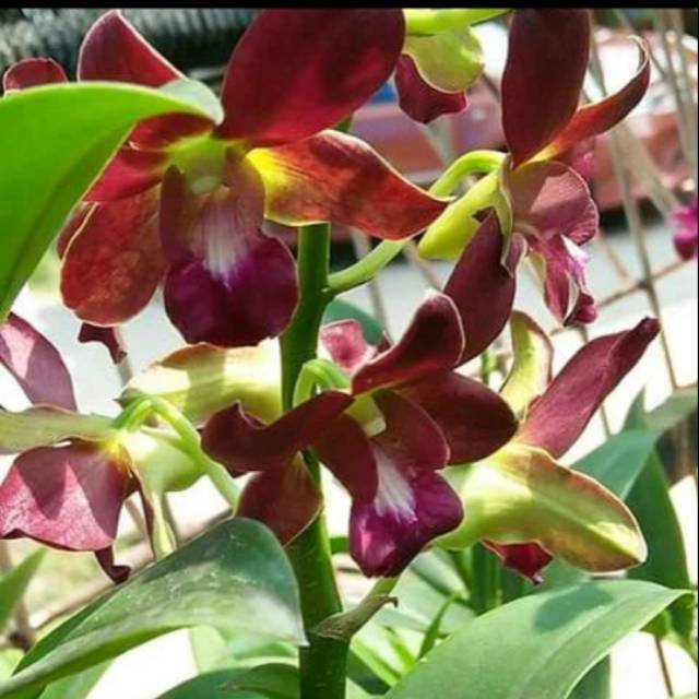bibit Anggrek dendrobium bertachong